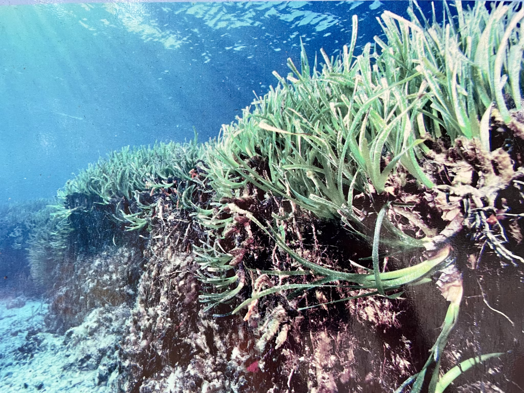 la posidònia oceànica